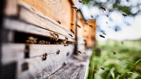 Heres Everything You Need To Know About Saving The Bees Ecowatch