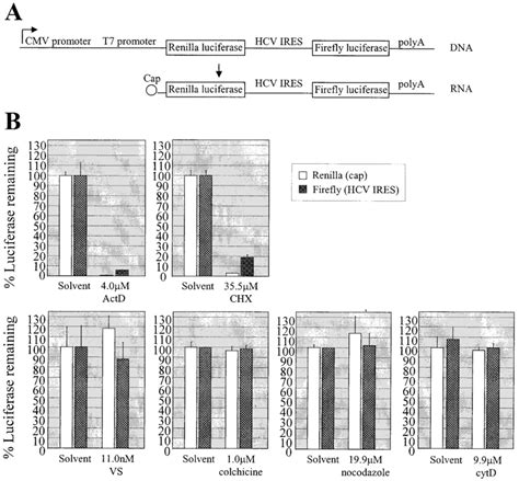 Dual luciferase reporter assay. (A) Schematic of the dual luciferase ... 