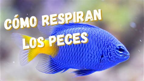 Cómo respiran los peces YouTube