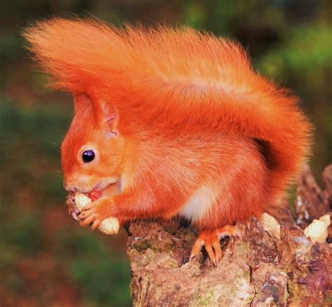 Red squirrel on Isle of Wight | Red squirrel, Animal spirit guides ...