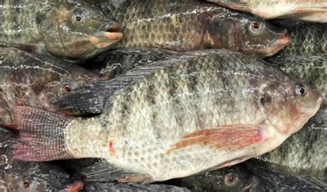 México libre del virus de la tilapia del lago Revista la Campiña