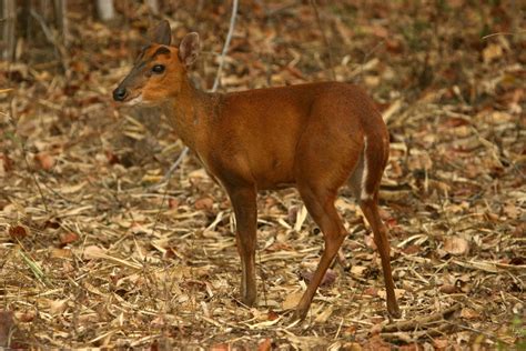 Tours and Travels: The Bhimashankar Wildlife Sanctuary In Maharashtra ...