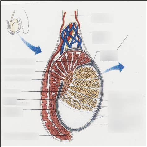 Diagram Lobules Des Testicules Quizlet