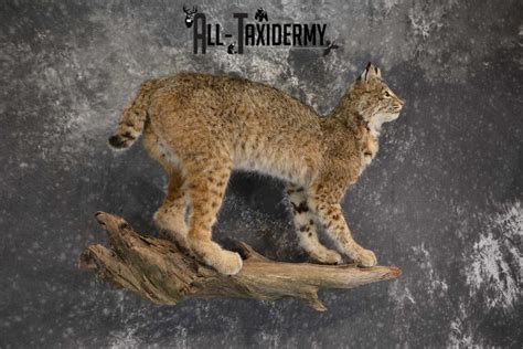 Full Body Bobcat Taxidermy Mount For Sale Sku 1854 All Taxidermy