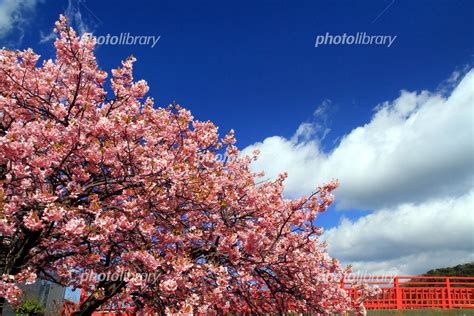 河津桜と青空 写真素材 4297914 フォトライブラリー Photolibrary