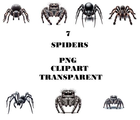 7 Spiders Clipart Digital Product Png Graphics High Quality Images