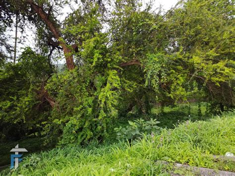 Camera Sample Honor 5c 6 Technofall