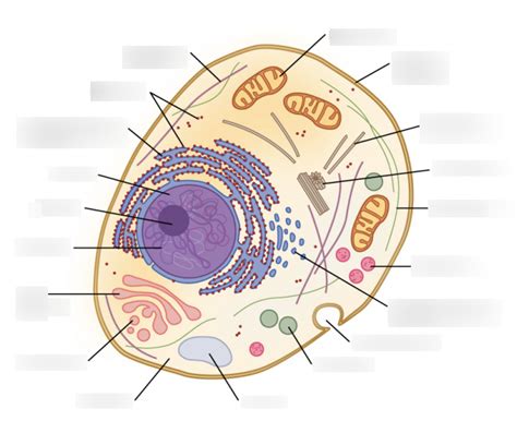 Endomembrane System Diagram | Quizlet