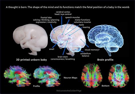 The Brain Baby The Shape Of The Mind And Its Functions Match A Baby In