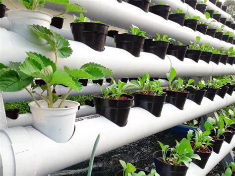 Grow Diy Hydroponic Strawberries Without The Soil Using These Systems