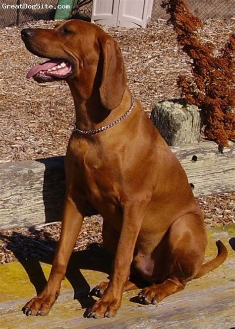 Redbone Coonhound Puppies For Sale In Michigan Melonie Doran