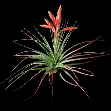 Tillandsia Fasiculata Tropiflora Bromeliad Paradise