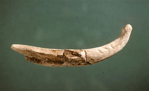 Antler Atlatl Hook From The Hardaway Site In Stanly Co Nc Ancient