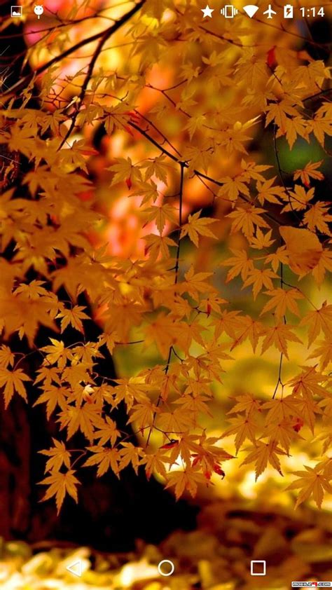 Fall Leaves Live Wallpaper 4k - Autumn Tree (#478178) - HD Wallpaper ...