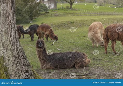 Dark Coloured Llama With Its Ears Down Lay In A Field Stock Image