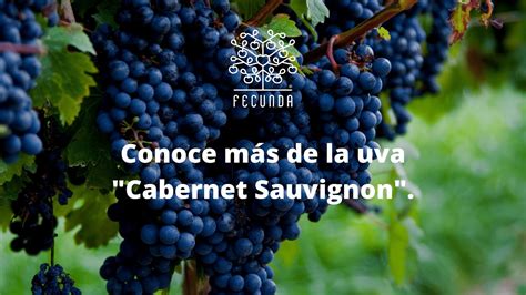 Conoce más de la uva Cabernet Sauvignon YouTube