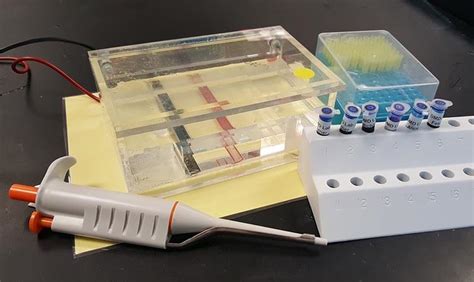 Investigation: Gel Electrophoresis and DNA