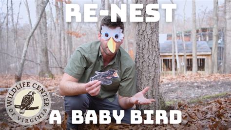 How To Re Nest A Baby Bird Youtube