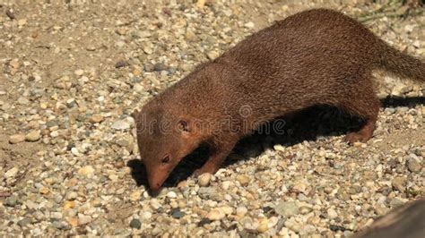 Common dwarf mongoose stock photo. Image of african - 237111140