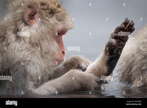 Honshu Wildlife Hi Res Stock Photography And Images Alamy