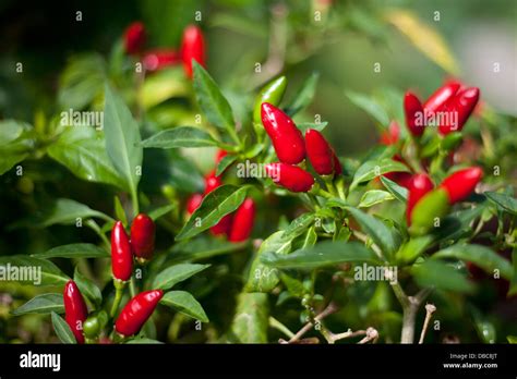 Red Hot Chili Peppers Capsicum Annuum On The Plant Growing In A