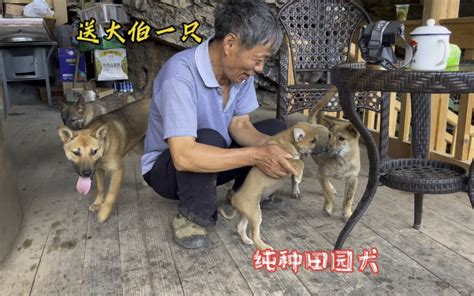 50块钱在集市上买来一只田园犬，大伯如获至宝，帮它取个名字吧 哔哩哔哩