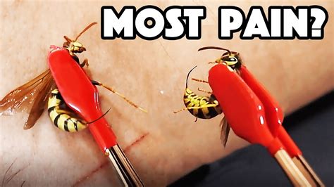 HORNET STING Vs WASP STING! Which hurt WORST?! - YouTube