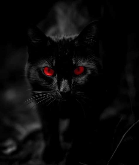 Mysterious Black Cat With Red Eyes