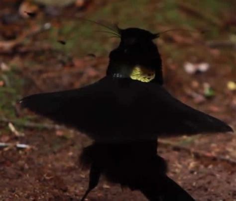 Bird Of Paradise Bird Academy The Cornell LabBird Academy The