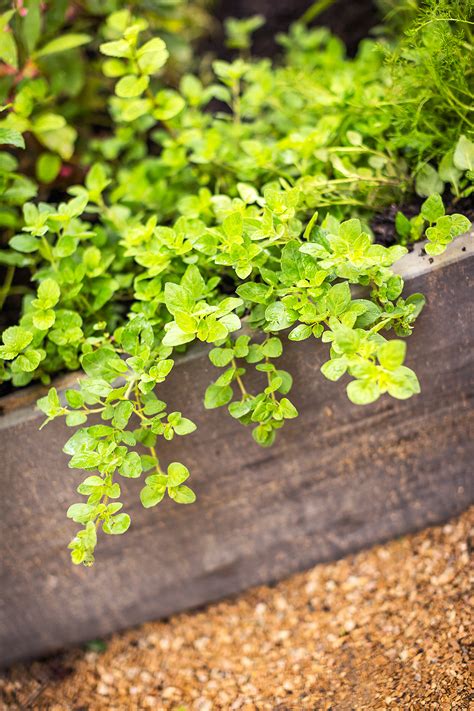 Esp Ces De Plantes Qui Repoussent Naturellement Les Moustiques