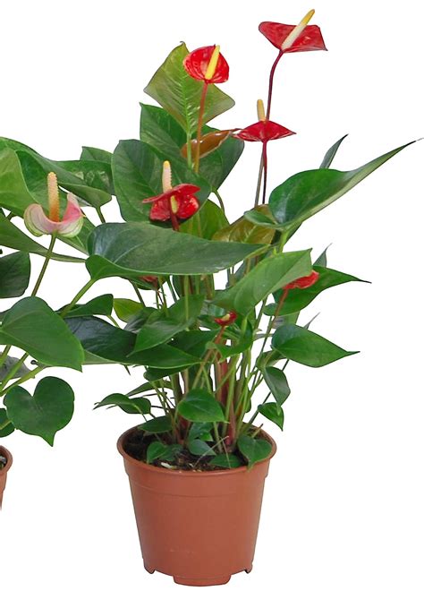 Anthurie Verschiedene Farben Topf Ca Cm Anthurium Andreanum