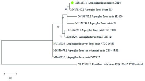 Phylogenetic Tree Of Aspergillus Flavus SDBP4 Using The Maximum