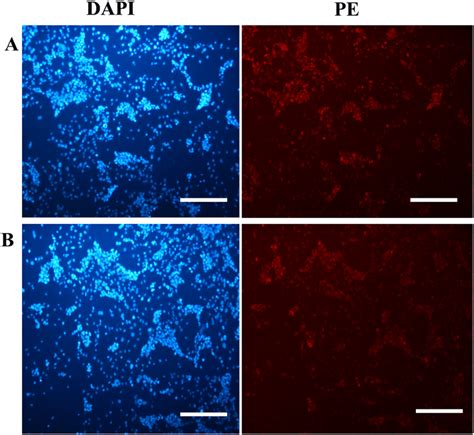 In Vitro Expression Analysis Of Collagen Ii And Aggrecan Markers On The Download Scientific