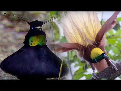 Beautiful & Bizarre Courtship Dances Of Birds Of Paradise