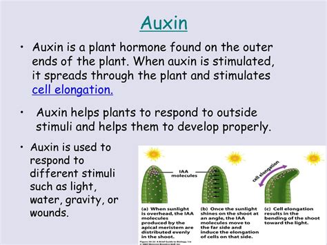 Plants Seeds And Tropism Ppt Download