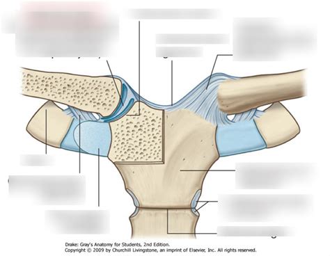 Sternoclavicular Ligament Diagram Quizlet