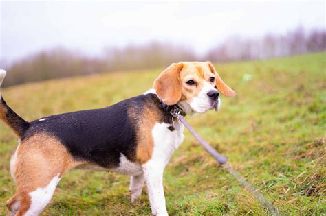 Todo Sobre El Beagle Caracter Sticas Personalidad Y Cuidados