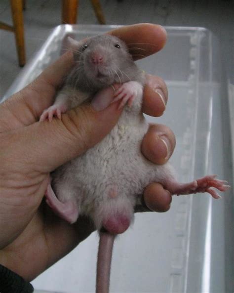 Rats The Worlds Most Underrated Pets Pethelpful