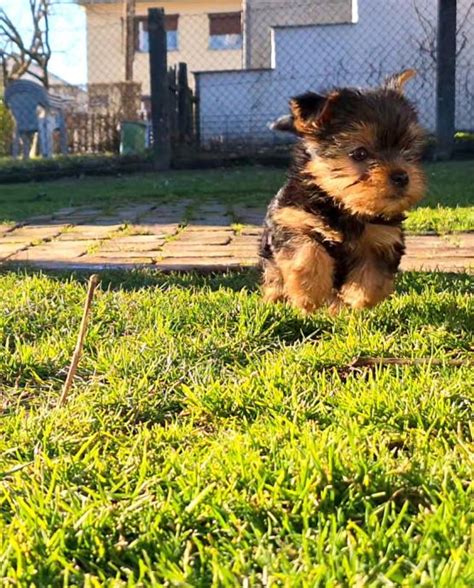 Yorkshire Terrier Jork Irski Terijer Yorki