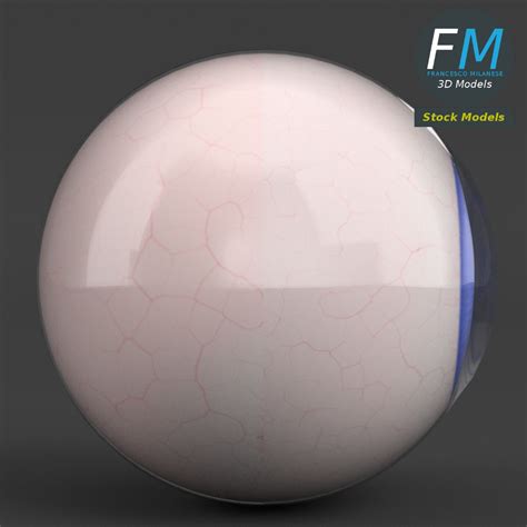 Human Eyeball 3d Model Cgtrader