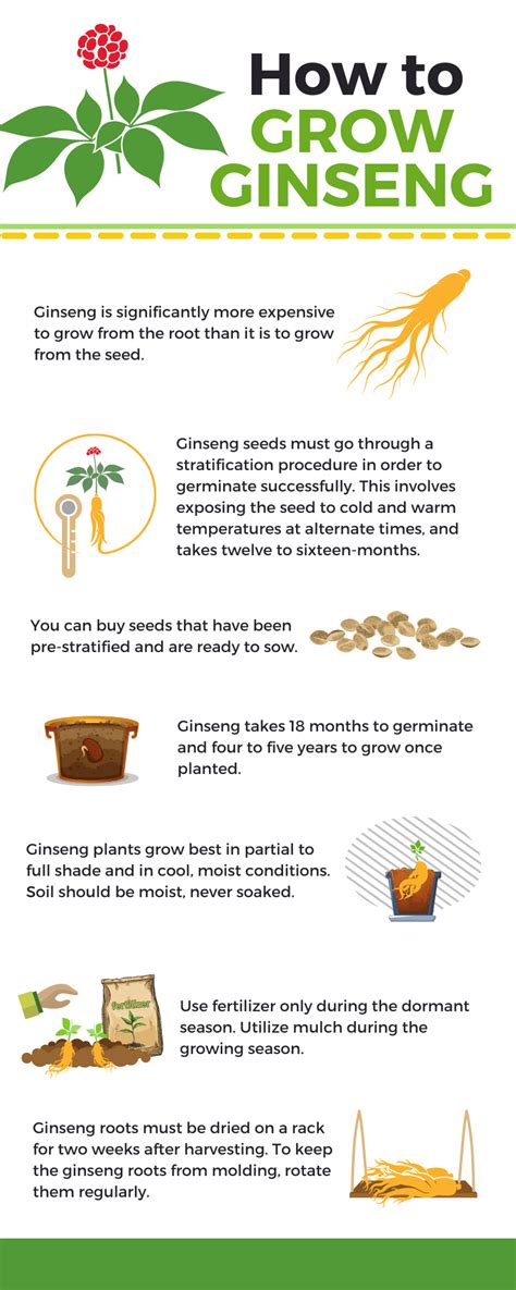 How To Grow Ginseng Harpers Nurseries