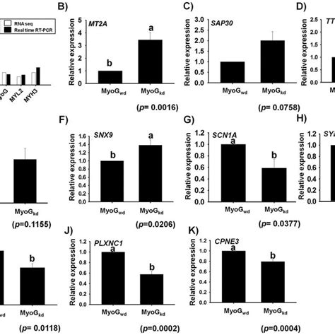 Real Time Rt Pcr Validation Of Muscle Specific And Differentially