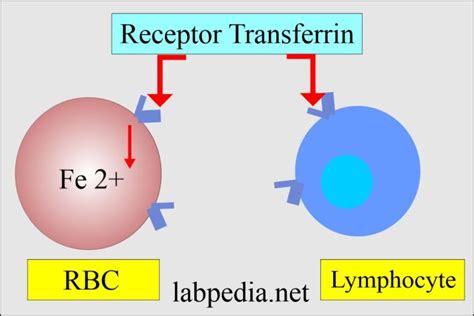 Transferrin Acute Phase Protein