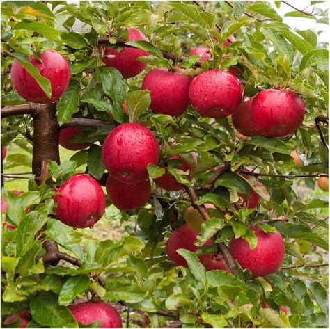 Katy Apple Tree Ft Bare Root Ready To Fruit Sweet Juicy