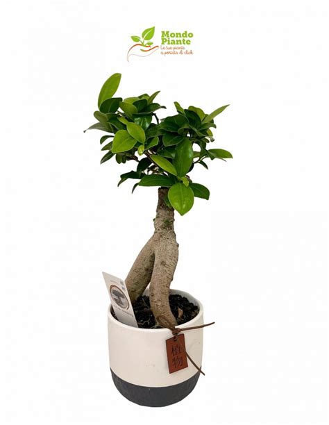 On Line Sale Of Bonsai Ficus Ginseng Bonsai OnLine Mondo Piante