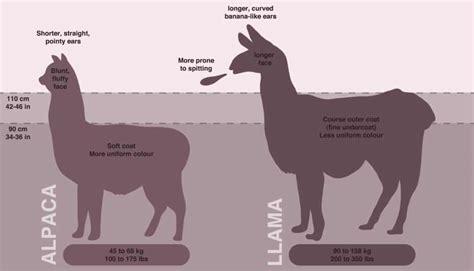 Llama Vs Alpaca Spit - bmp-cheesecake