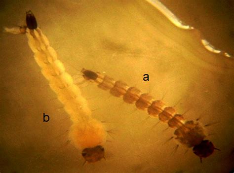 Biology Of Two Larval Morphological Phenotypes Of Aedes Aegypti In