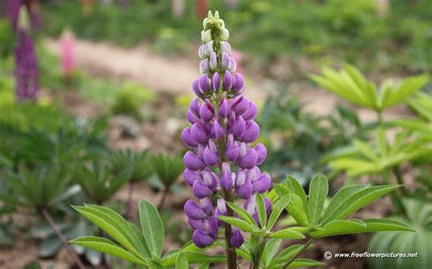 Lupin flowers wallpaper | 1680x1050 | #30905