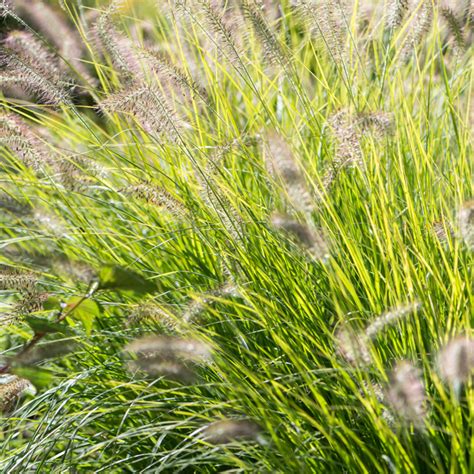 Szkółka Bylin Dobrepole Pennisetum Alopecuroides Little Bunny Rozplenica Japońska