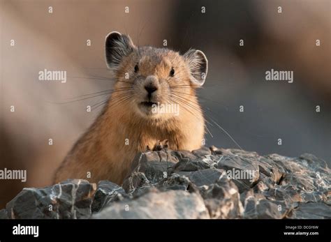 American Pika Hi Res Stock Photography And Images Alamy